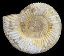 Perisphinctes Ammonite - Jurassic #54233-1